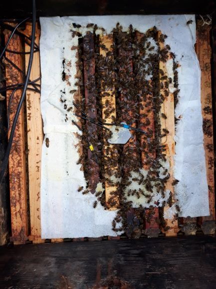 BeesMAX.org | Honeybee Conservation | Rewilding | Research