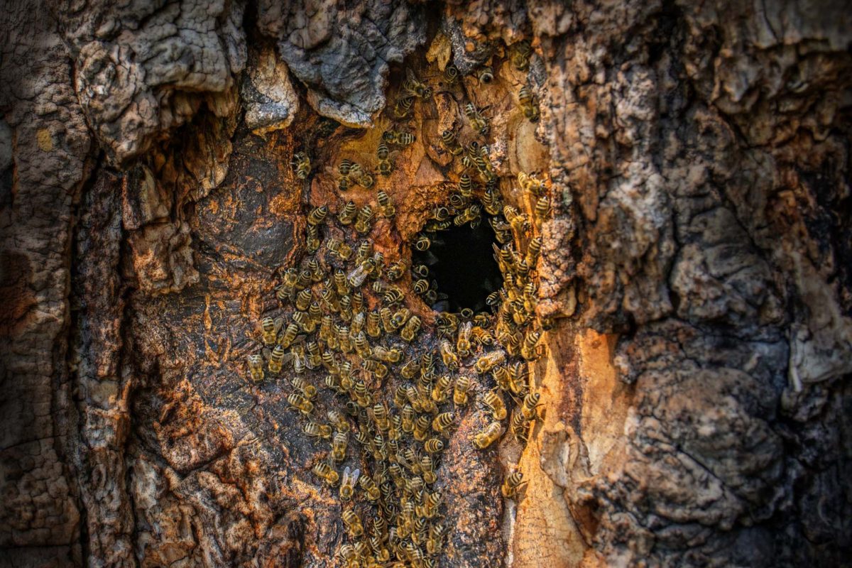 BeesMAX - Report a tree bee location