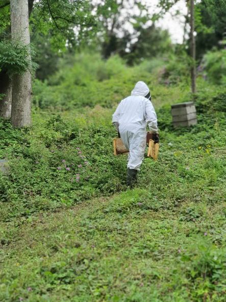 BeesMAX.org | Honeybee Conservation | Rewilding | Research