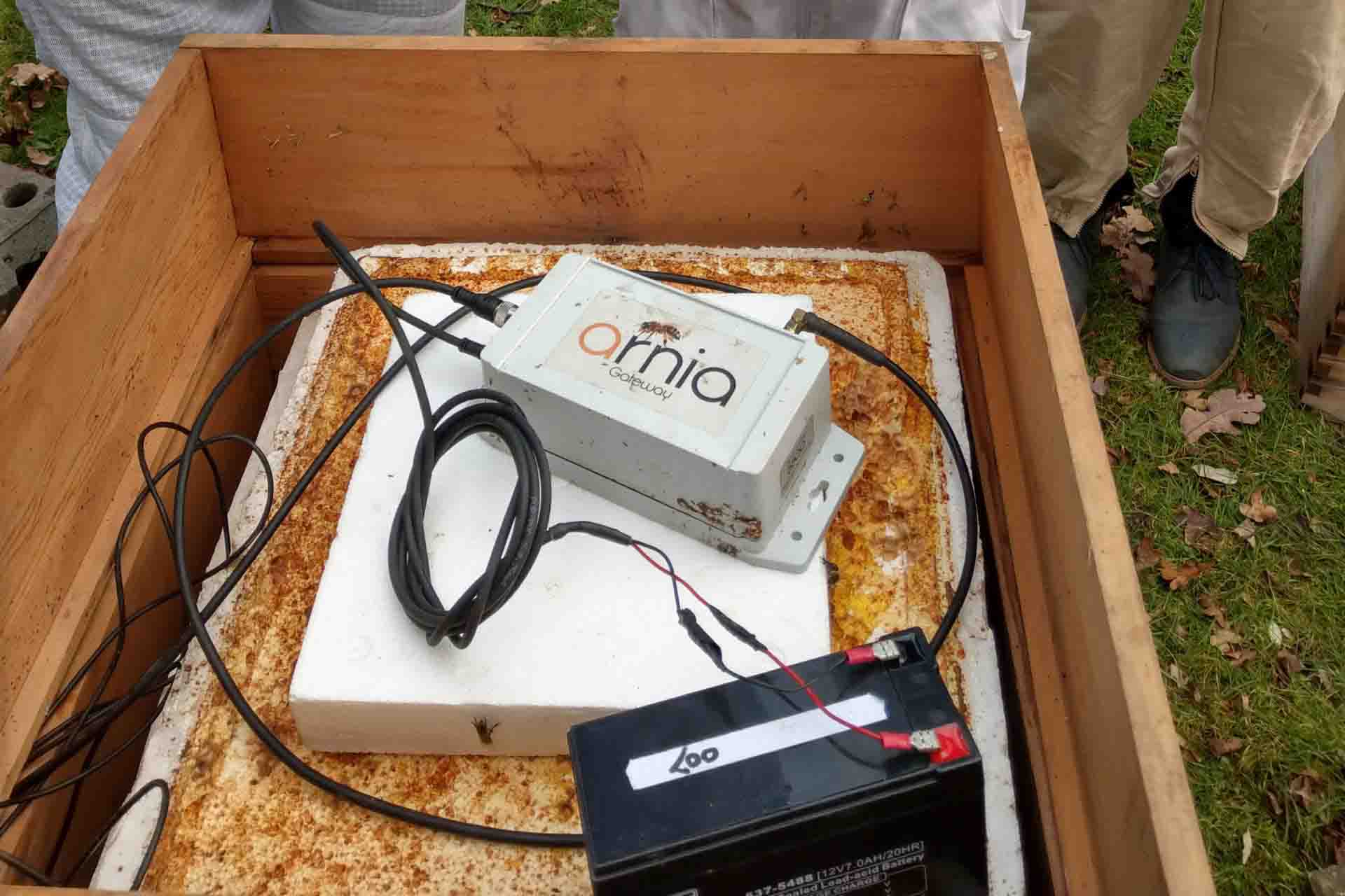 Arnia monitoring system attached to battery inside the wooden honeybee hive.