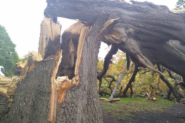 A large tree split down the middle, showing significant damage, possibly from a storm or natural decay.