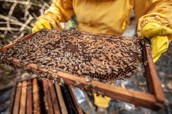 Aparist holding a slat with honeybees all over the honeycomb in the slat.