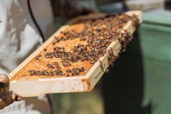 A close up of a slat from a honeybee hive showing the bees and the honeycomb.