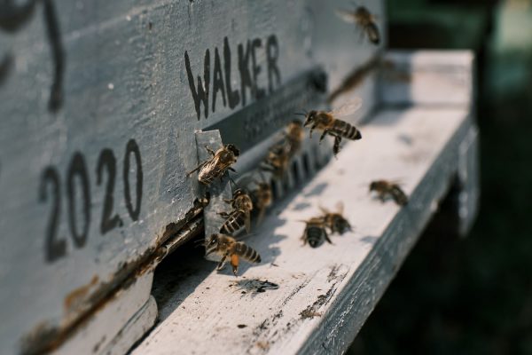 A close up of the entrance at the bottom of a wooden hive with some bees hovering at the entrance and some going in.