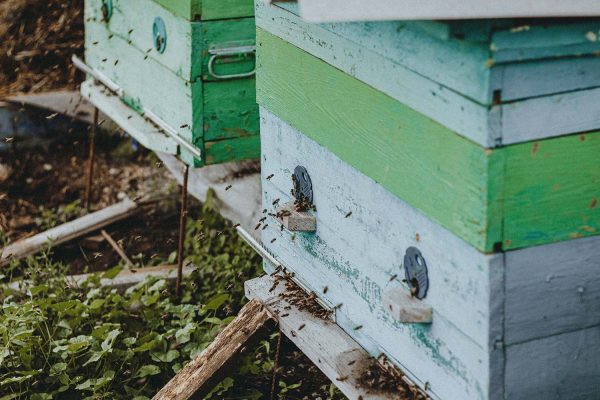 A close up of the base of a honeybee hive with two holes showing bees going in and out of the holes.